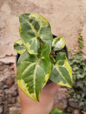 syngonium orm thong mutation