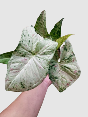 syngonium milk confetii tricolor