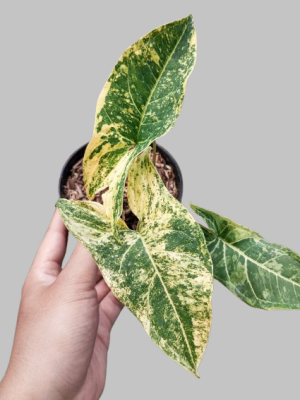syngonium batik creamy var